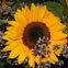 Sonnenblumenpower